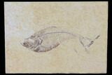 Fossil Fish (Diplomystus) - Green River Formation #120360-1